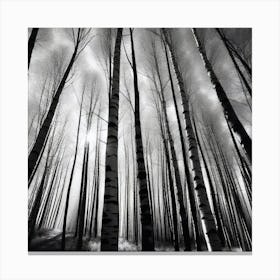 Birch Forest 35 Canvas Print