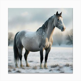 Horse In The Snow 10 Canvas Print