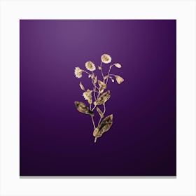 Gold Botanical Captain Mangle's Rhodanthe on Royal Purple n.3983 Canvas Print
