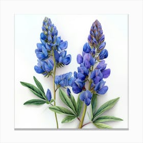 Lupine Leinwandbild