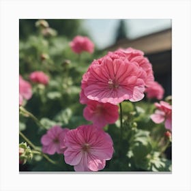 Pink Geraniums Canvas Print