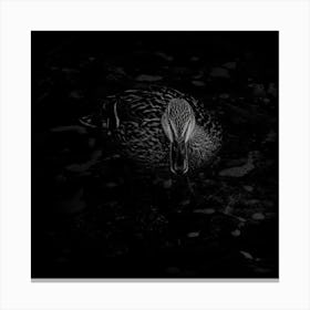 Black And White Duck With Orange Eyse Canvas Print