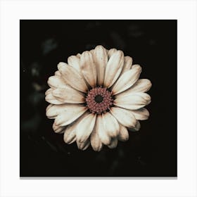 Daisy Canvas Print Canvas Print