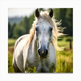 White Horse In The Field 2 Canvas Print