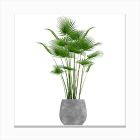Palm Tree In A Pot Canvas Print