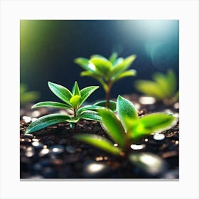 Young Plants Growing In The Soil Canvas Print