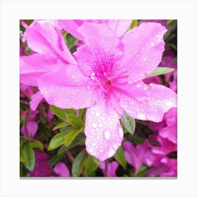 Pink Azaleas 14 Canvas Print