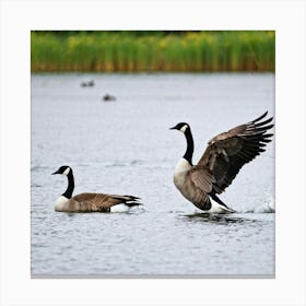 Canadian Geese 22 Canvas Print