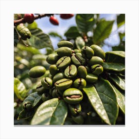 Coffee Beans On The Tree 7 Canvas Print