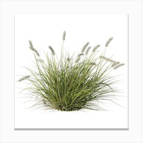 Grass On A White Background 1 Canvas Print