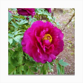 Peony in Japan 17 Canvas Print