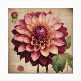 A Dahlia Floral Botanical Vintage 10 Canvas Print