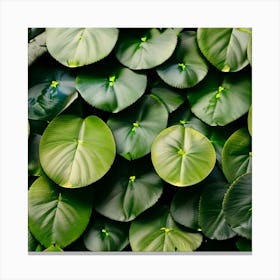 Close Up Of Green Leaves Canvas Print