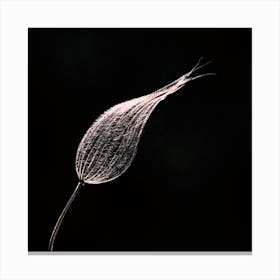 Dandelion 1 Canvas Print