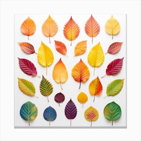 Autumn Leaves On White Background Canvas Print