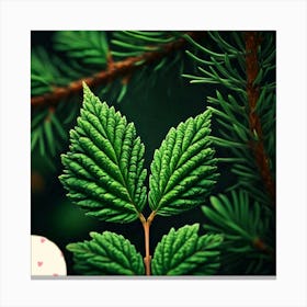 Spruce leaf 1 Canvas Print