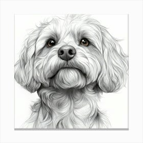 Cockapoo 1 Canvas Print