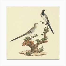 Namaqua Dove, Luigi Balugani Canvas Print