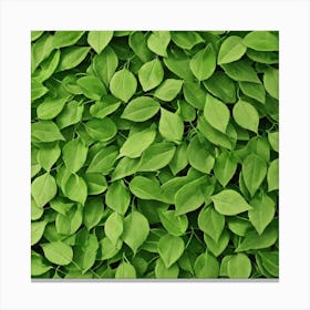 Green Leaves 5 Canvas Print