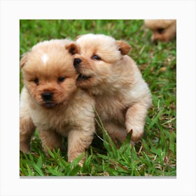 Chihuahua Puppies Canvas Print