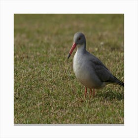 Sandpiper 2 Canvas Print