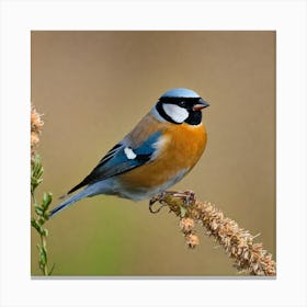 Blue Tit 65 Canvas Print