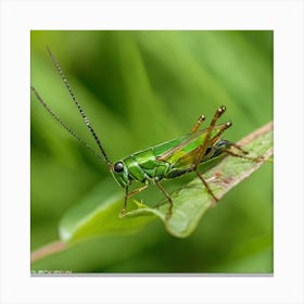 Grasshopper 3 Canvas Print