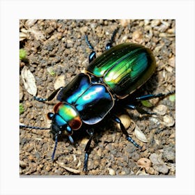 Beetle 14 Canvas Print