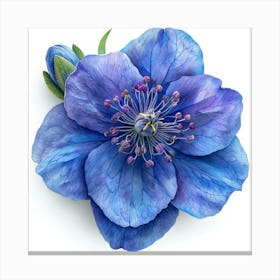 Blue Hellebore Flower 1 Stampe su tela