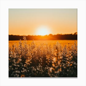 Sunset Over A Field Of Flowers Canvas Print