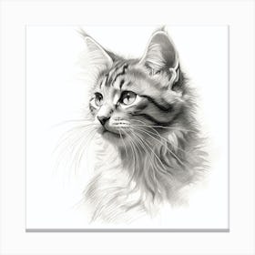 Black And White Drawing Of A Kitten Canvas Print