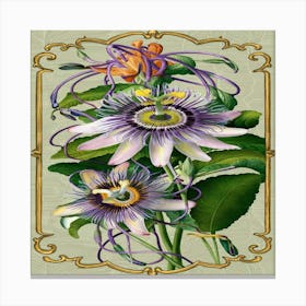 Passion Flower 1 Canvas Print