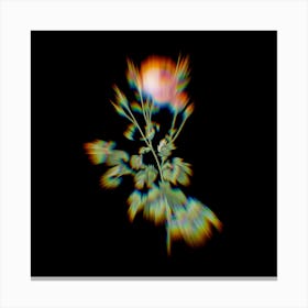Prism Shift Celery Leaved Cabbage Rose Botanical Illustration on Black n.0118 Canvas Print