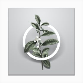 Vintage Tea Tree Minimalist Botanical Geometric Circle on Soft Gray Canvas Print