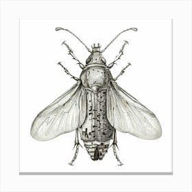 Beetle Sketch Canvas Print