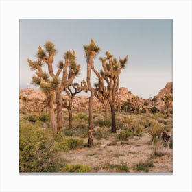 Joshua Tree Desert Canvas Print