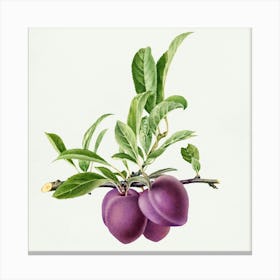 Plums Canvas Print