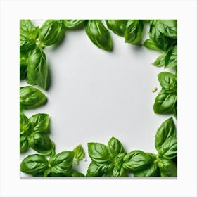 Green Basil Leaves On White Background Canvas Print