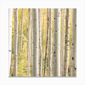 Birch Tree Forest Square Canvas Print