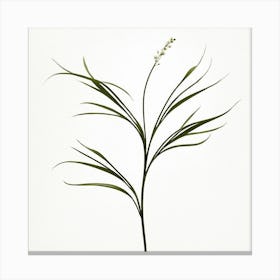 plant minimalist 9 Canvas Print