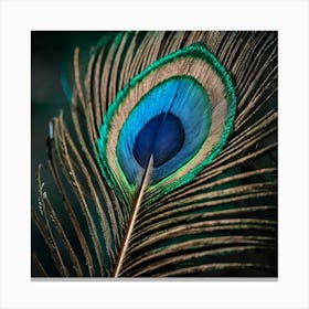 Peacock Feather 1 Canvas Print