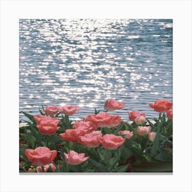 Pink Tulips Canvas Print