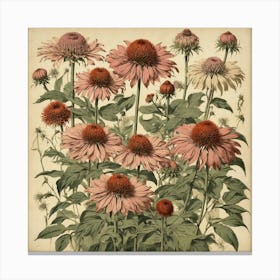 Echinacea Canvas Print