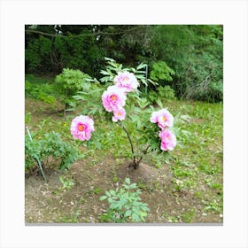 Peony Tree In Japan Canvas Print