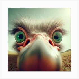 Ostrich Canvas Print