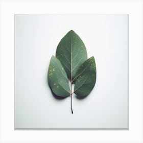 Eucalyptus Leaf Isolated On White Background 1 Canvas Print