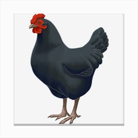 Black Australorp Hen Chicken Lover Canvas Print