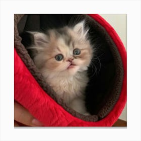 Persian Kitten Canvas Print