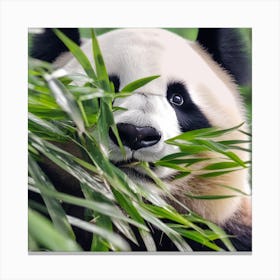 Panda Bear 2 Canvas Print