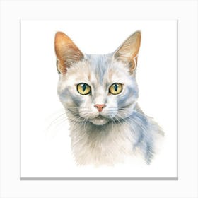 Burmilla Shorthair Cat Portrait Canvas Print